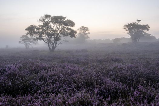 Blooming heather field in the Netherlands near Hilversum Veluwe Zuiderheide, blooming pink purple heather fields in the morniong with mist and fog during sunrise Netherlands Europe