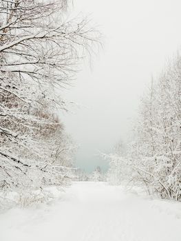 Winter natural background with trees under the snow. Rural landscape.
