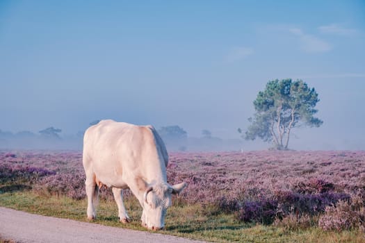 Blooming heather in the Netherlands,Sunny foggy Sunrise over the pink purple hills at Westerheid park Netherlands, blooming Heather fields in the Netherlands during Sunrise . Holland Europe