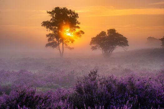 Blooming heather field in the Netherlands near Hilversum Veluwe Zuiderheide, blooming pink purple heather fields in the morniong with mist and fog during sunrise Netherlands Europe