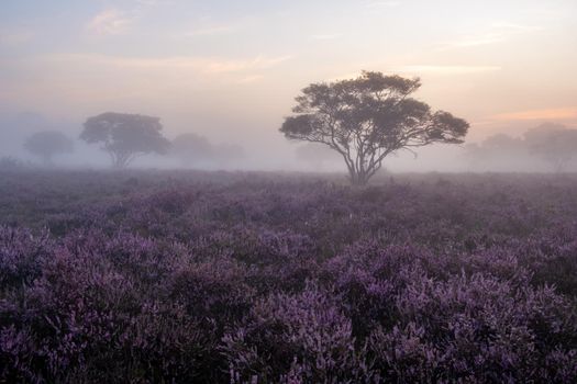 Blooming Heather fields, purple pink heather in bloom, blooming heater on the Veluwe Zuiderheide park , Netherlands. Holland