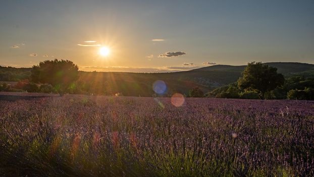 Ardeche lavender fields in the south of France during sunset, Lavender fields in Ardeche in southeast France.Europe