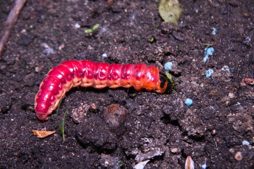 The huge, bright caterpillar creeps by the ground