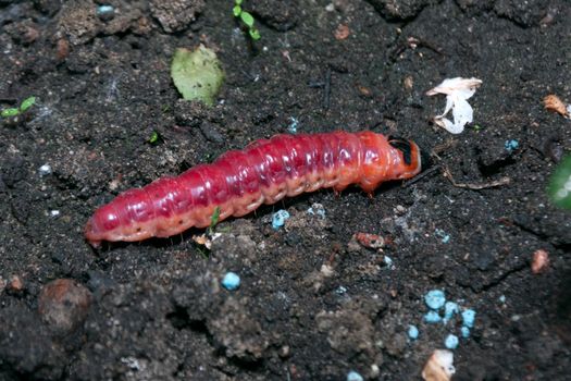 The huge, bright caterpillar creeps by the ground