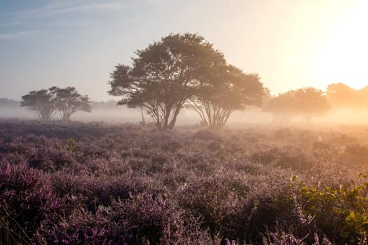 Blooming heather in the Netherlands,Sunny foggy Sunrise over the pink purple hills at Westerheid park Netherlands, blooming Heather fields in the Netherlands during Sunrise . Holland Europe