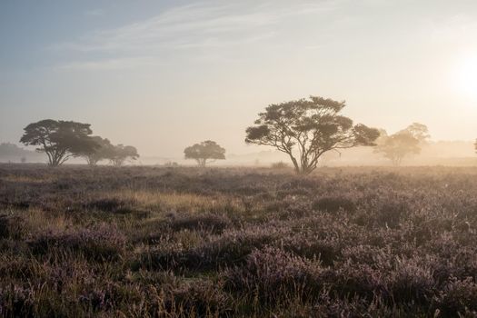 Blooming Heather fields, purple pink heather in bloom, blooming heater on the Veluwe Zuiderheide park , Netherlands. Holland