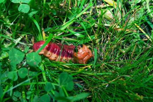 The bright colourful caterpillar creeps on a green grass