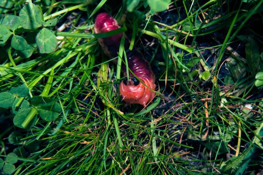 The bright colourful caterpillar creeps on a green grass