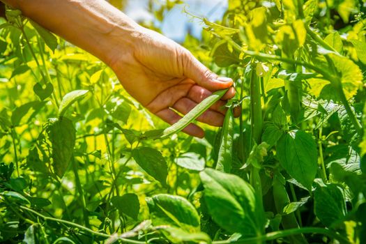 peas in the field, harvested on the farm.