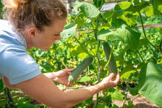 A farmer inspects a crop of cucumbers in a greenhouse on an organic farm.