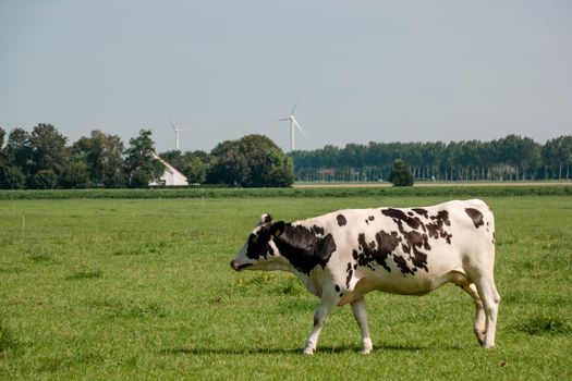 Dutch Brown and White cows mixed with black and white cows in the green meadow grassland, Urk Netherlands Europe