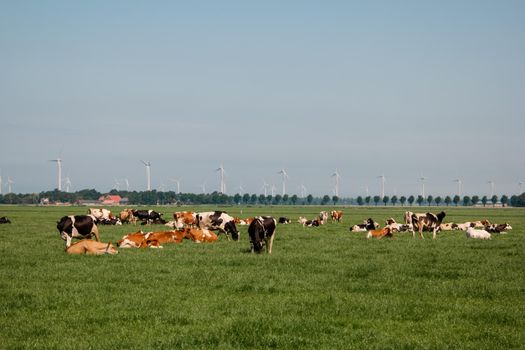 Dutch Brown and White cows mixed with black and white cows in the green meadow grassland, Urk Netherlands Europe