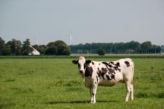 Dutch Brown and White cows mixed with black and white cows in the green meadow grassland, Urk Netherlands Europe