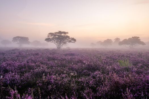 Blooming Heather fields, purple pink heather in bloom, blooming heater on the Veluwe Zuiderheide park , Netherlands. Holland