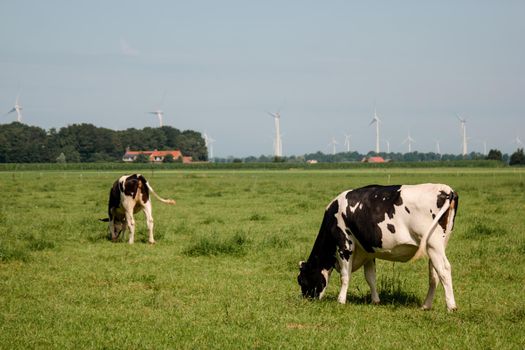 Dutch Brown and White cows mixed with black and white cows in the green meadow grassland, Urk Netherlands Europe
