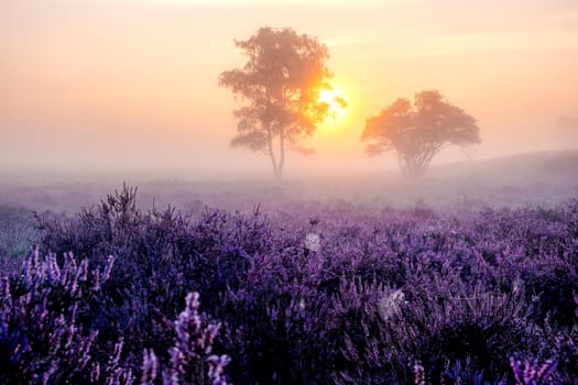 Blooming heather in the Netherlands,Sunny foggy Sunrise over the pink purple hills at Westerheid park Netherlands, blooming Heather fields in the Netherlands during Sunrise . Holland Europe