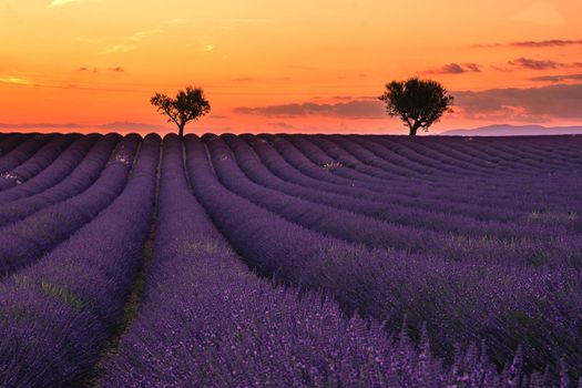 Valensole Plateau, Provence, Southern France. Lavender field at sunset. Provence