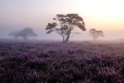 Blooming heather in the Netherlands,Sunny foggy Sunrise over the pink purple hills at Westerheid park Netherlands, blooming Heather fields in the Netherlands during Sunrise . Holland Europe