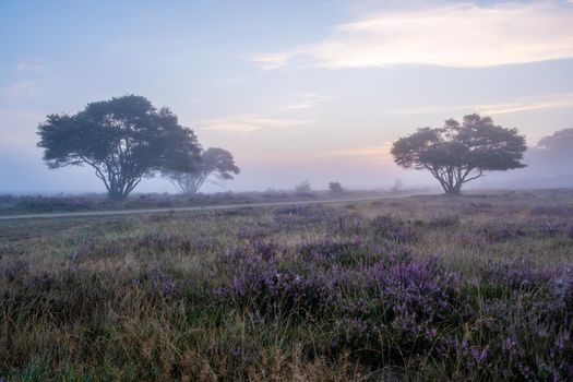 Blooming heather field in the Netherlands near Hilversum Veluwe Zuiderheide, blooming pink purple heather fields in the morniong with mist and fog during sunrise Netherlands Europe