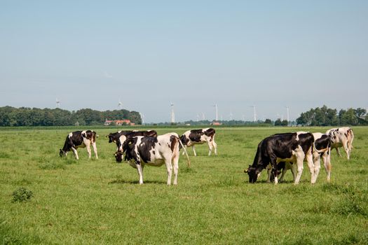 Dutch Brown and White cows mixed with black and white cows in the green meadow grassland, Urk Netherlands Europe