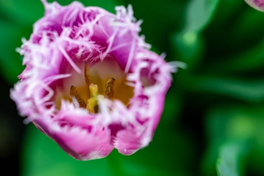 Pink tulips with green blurry background in a flower garden in Singapore