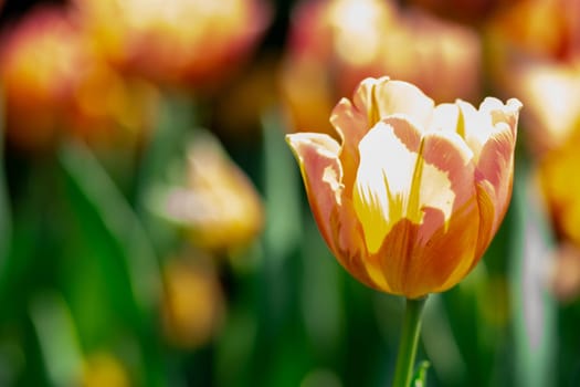 Orange tulips with green blurry background in a flower garden in Singapore