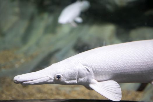 Blurry photo of an Albino Aligator Gar in a Clear Aquarium. White Aligator Gar in an aquarium