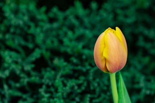 Yellow tulips with green blurry background in a flower garden in Singapore