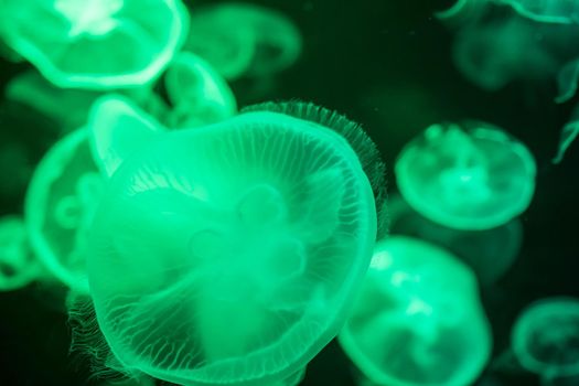Blurry Colorful Jellyfishes floating on ocean waters. Green Moon jellyfish Aurelia aurita