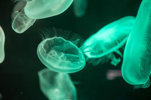 Blurry Colorful Jellyfishes floating on waters. Green Moon jellyfish Aurelia aurita