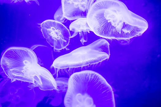 Blurry Colorful Jellyfishes floating on waters. Blue Moon jellyfish Aurelia aurita