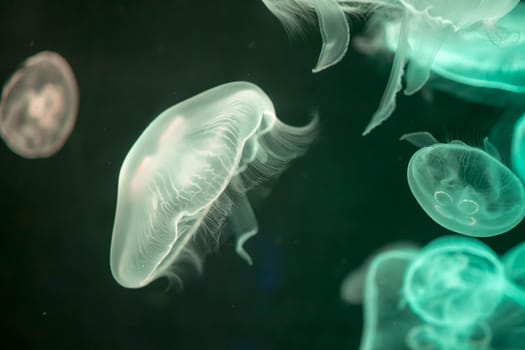 Blurry Colorful Jellyfishes floating on waters. Green Moon jellyfish Aurelia aurita