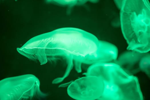 Blurry Colorful Jellyfishes floating on waters. Green Moon jellyfish Aurelia aurita