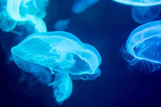 Blurry Colorful Jellyfishes floating on waters. Blue Moon jellyfish Aurelia aurita