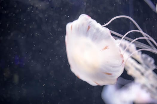 Blurry white colored jelly fishes floating on waters with long tentacles. White Pacific sea nettles