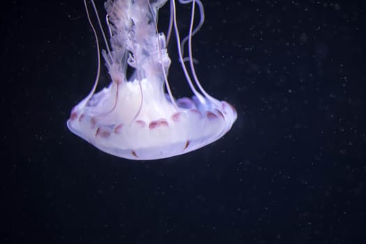 Blurry white colored jelly fishes floating on waters with long tentacles. White Pacific sea nettles