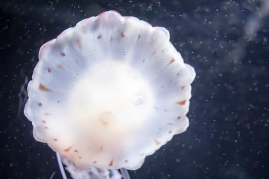 Blurry white colored jelly fishes floating on waters with long tentacles. White Pacific sea nettles