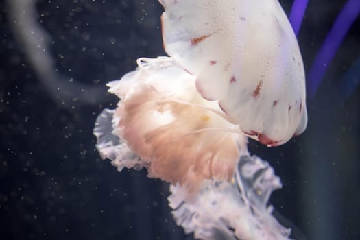 Blurry white colored jelly fishes floating on waters with long tentacles. White Pacific sea nettles