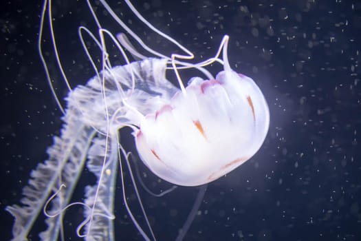 Blurry white colored jelly fishes floating on waters with long tentacles. White Pacific sea nettles