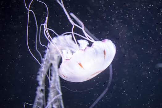 Blurry white colored jelly fishes floating on waters with long tentacles. White Pacific sea nettles