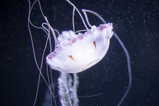 Blurry white colored jelly fishes floating on waters with long tentacles. White Pacific sea nettles