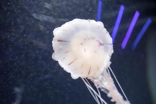 Blurry white colored jelly fishes floating on waters with long tentacles. White Pacific sea nettles