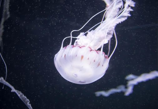 Blurry white colored jelly fishes floating on waters with long tentacles. White Pacific sea nettles