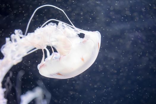 Blurry white colored jelly fishes floating on waters with long tentacles. White Pacific sea nettles