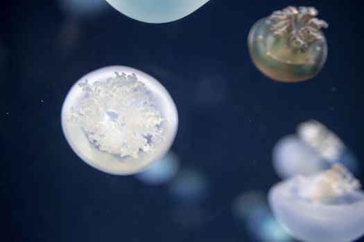 Blurry breede river jellyfish species forms large swarms in the Breede River during summer.