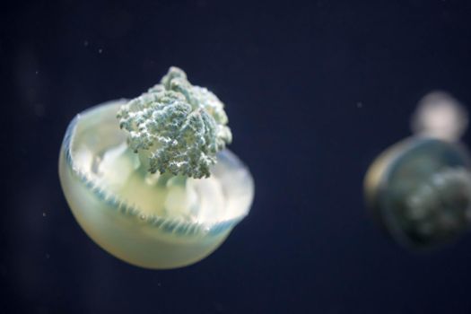 Blurry breede river jellyfish species forms large swarms in the Breede River during summer.