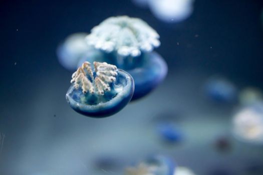 Blurry breede river jellyfish species forms large swarms in the Breede River during summer.