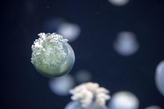 Blurry breede river jellyfish species forms large swarms in the Breede River during summer.