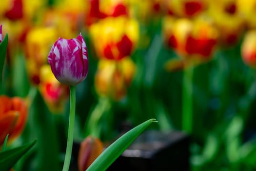 Purple flower with red and yellow tulips as background with blurry texture