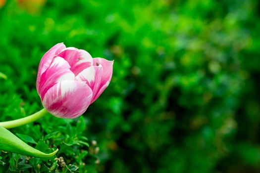 pink flower isolated with a blurry green background in a flower park in Singapore
